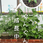 夏野菜、実りました♪-放課後等ディサービスmico cala-